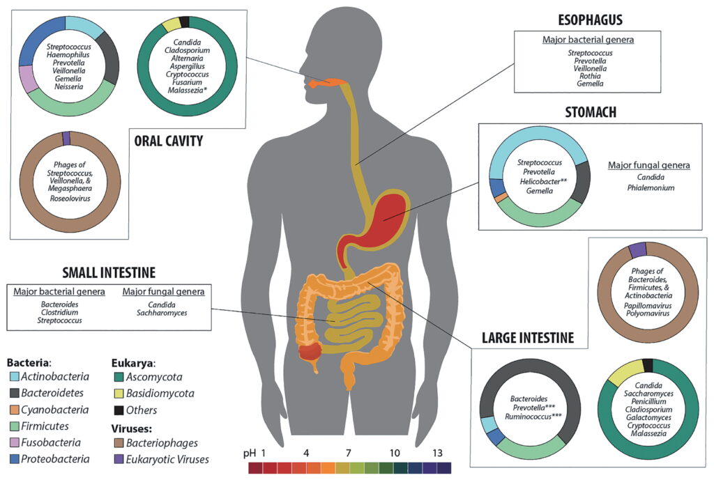 illustration showing diverse gut bacteria and digestive system health